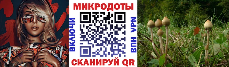 наркошоп  Кинешма  Псилоцибиновые грибы GOLDEN TEACHER 